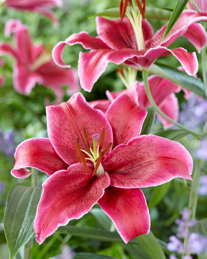 Oriental Lily-Lilium Oriental Corvara 2-pakning NYHET